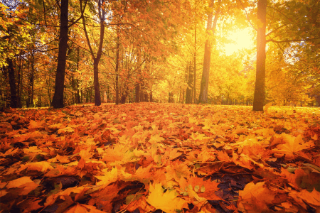 autumn-sunshine-and-leaves