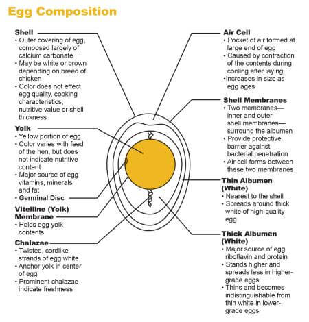 egg-composition