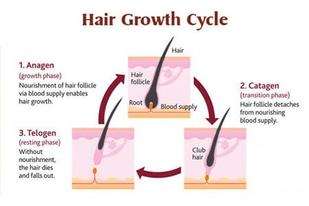 life-cycle-of-hair